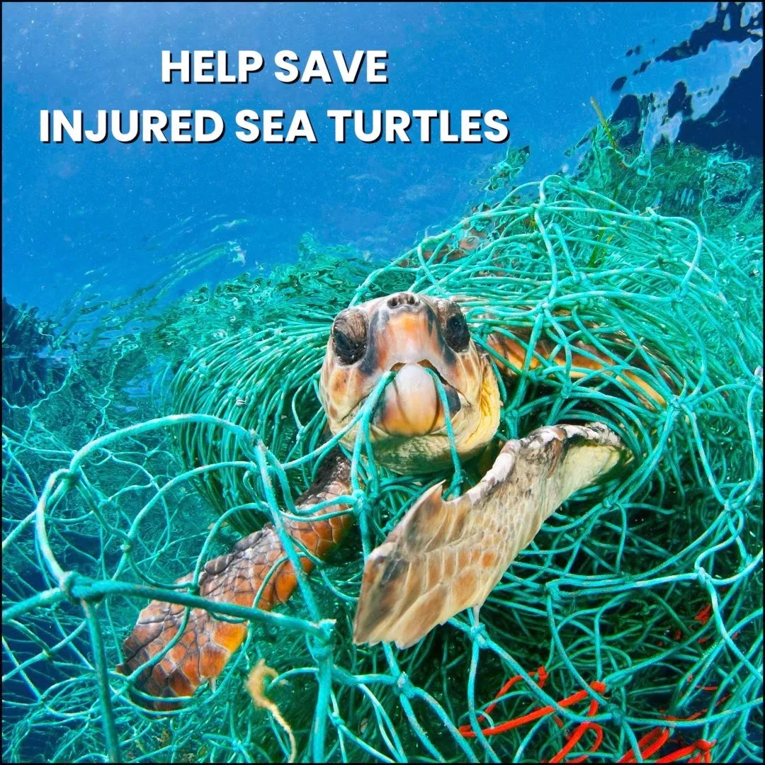 Sea Turtle Hat